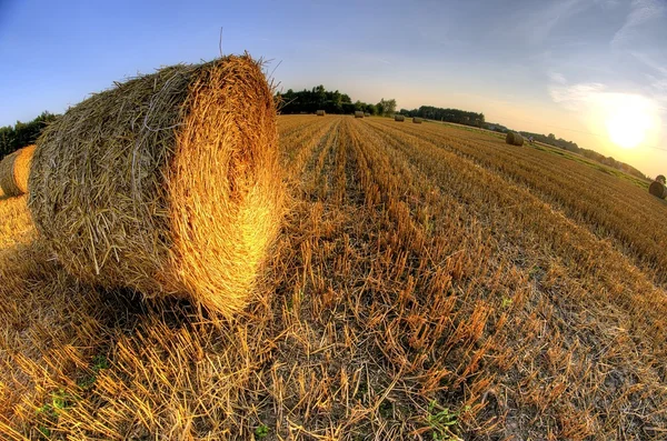 Balen stro na oogst graan bij zonsondergang — Stockfoto