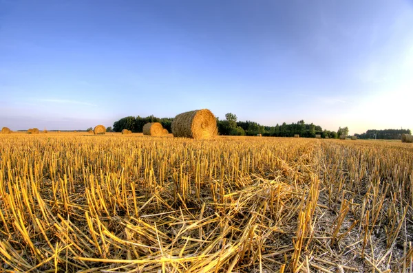 Miután szüreti gabona szalma bálák — Stock Fotó