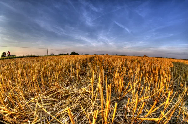 Stoppels na oogst graan bij zonsondergang licht — Stockfoto