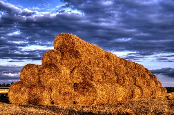 Stubble após a colheita grão ao pôr do sol luz — Fotografia de Stock