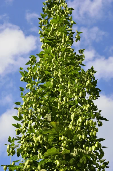 On the plantation of hops — Stock Photo, Image