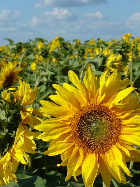 Gult solros blommande blomma huvud — Stockfoto