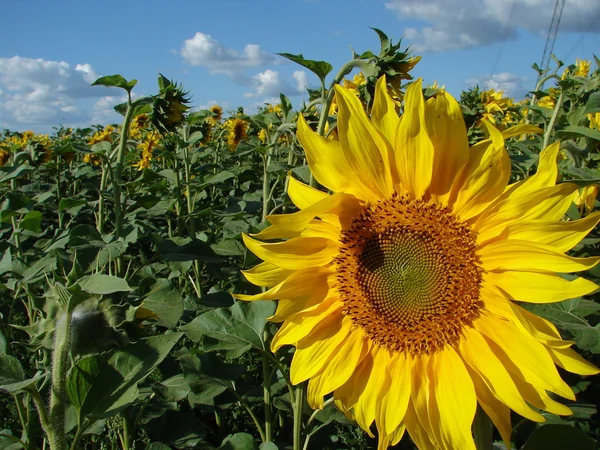 Gult solros blommande blomma huvud — Stockfoto