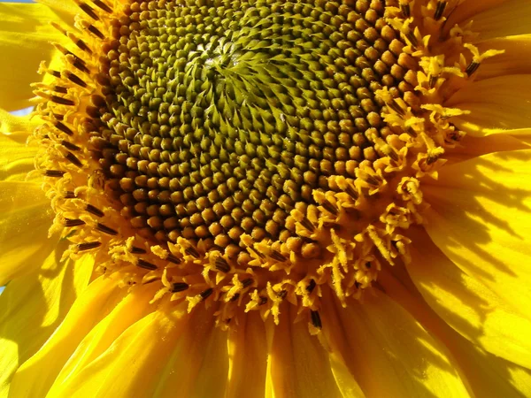 Tournesol jaune fleurissant capitule — Photo