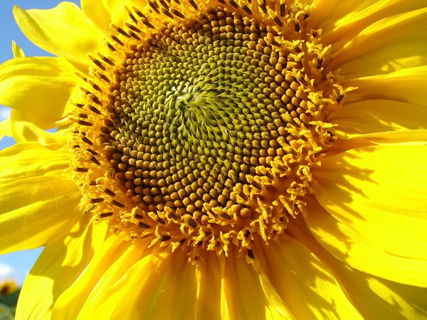 Tournesol jaune fleurissant capitule — Photo
