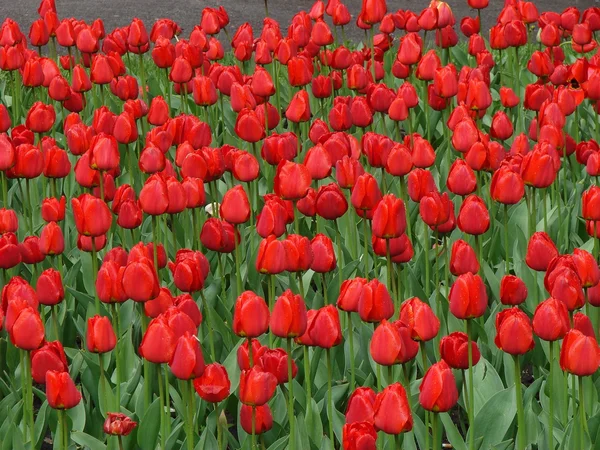 猩红色的红色郁金香花 — 图库照片