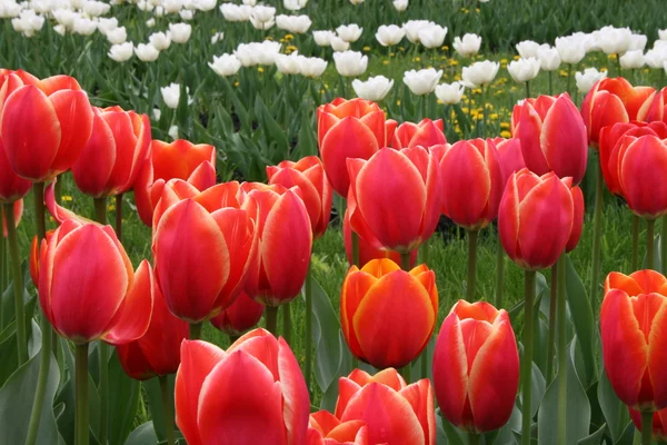 Tulipanes rojos escarlata flores —  Fotos de Stock