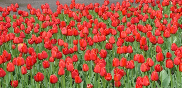 Scarlet red tulips flowers — Stock Photo, Image