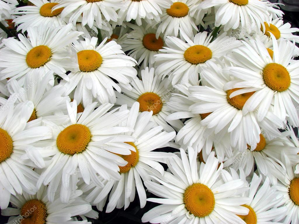 Big white daisy wheels bouquet