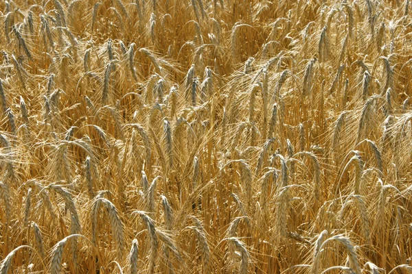 Yellow wheat field background — Stock Photo, Image