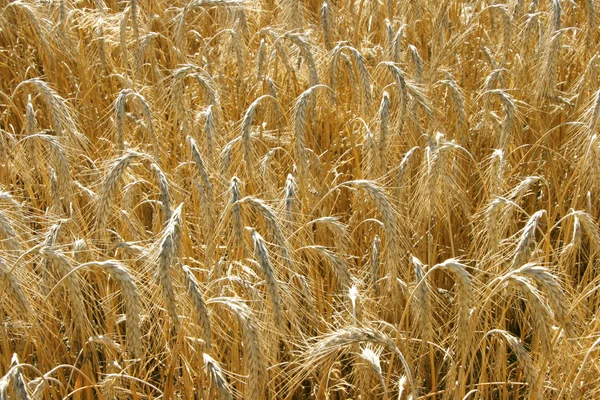 Yellow wheat field background — Stock Photo, Image