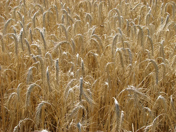 Yellow wheat field background — Stock Photo, Image