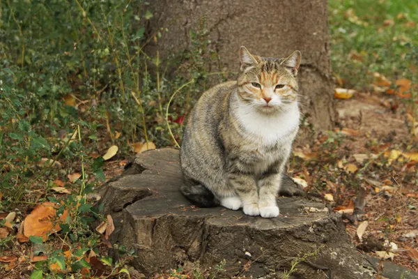 多彩猫 — 图库照片