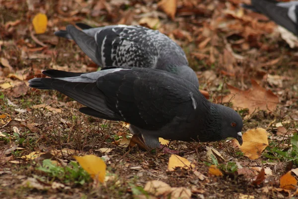 灰色の鳩 — ストック写真