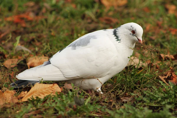 Witte duif — Stockfoto