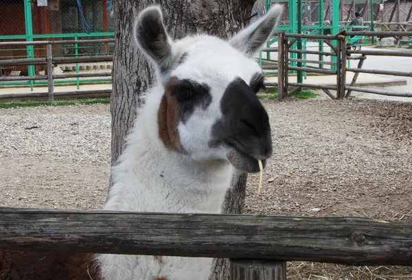 Closeup lama — Stockfoto