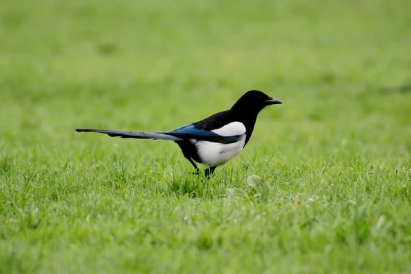 Corbeau dans l'herbe — Photo