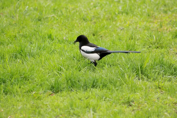 Corbeau dans l'herbe — Photo