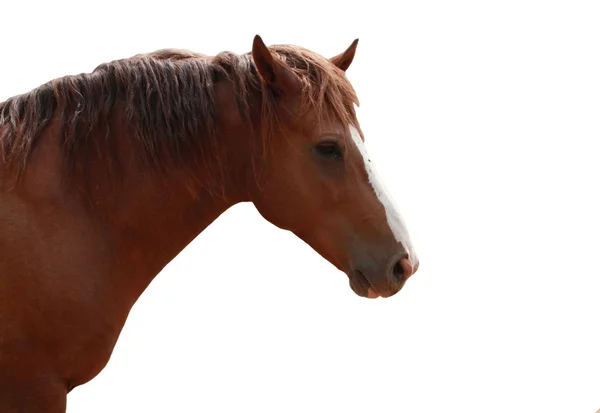 Brown horse — Stock Photo, Image