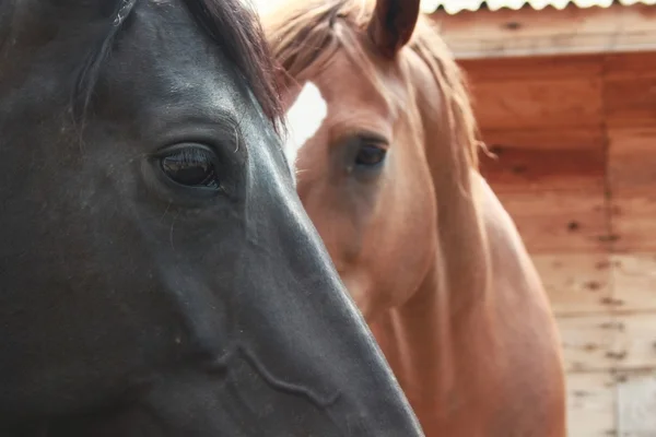 Black horse head — Stock Photo, Image