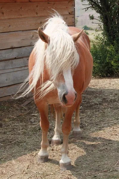 Bruin paard — Stockfoto