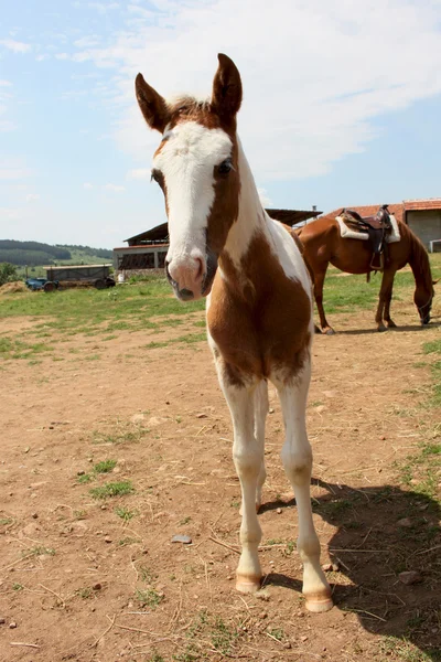 Kis csikó — Stock Fotó