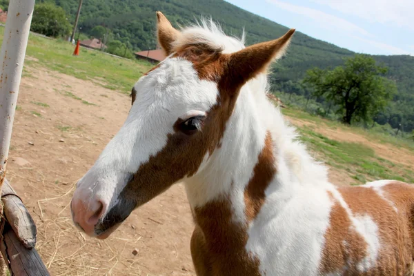 Puledro piccolo — Foto Stock