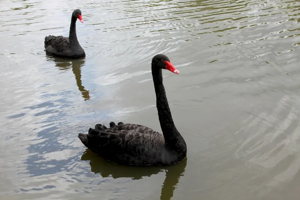 Schwarze Schwäne — Stockfoto