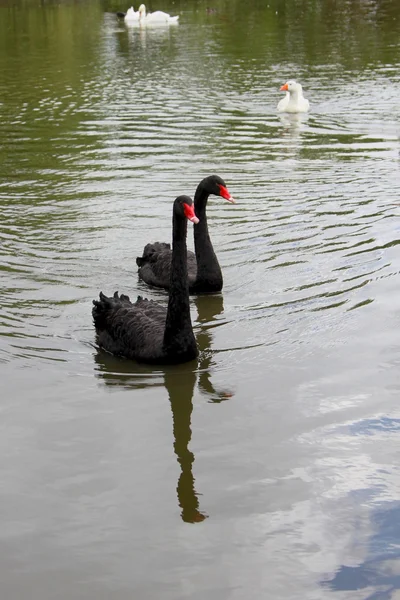 Schwarze Schwäne — Stockfoto