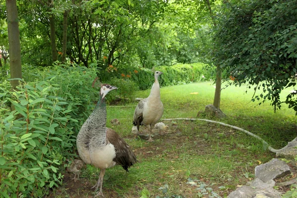 Pauw in de tuin — Stockfoto