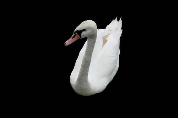 Cigno bianco — Foto Stock