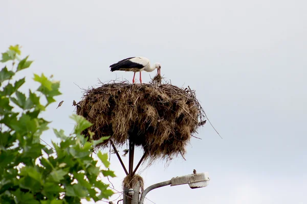 Cegonha — Fotografia de Stock