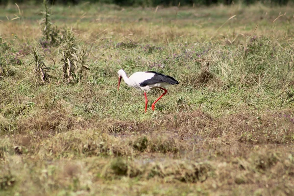 Stork — Stockfoto