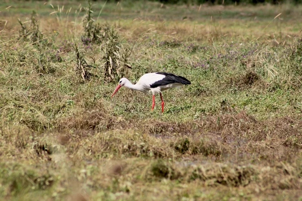 Storch — Stockfoto