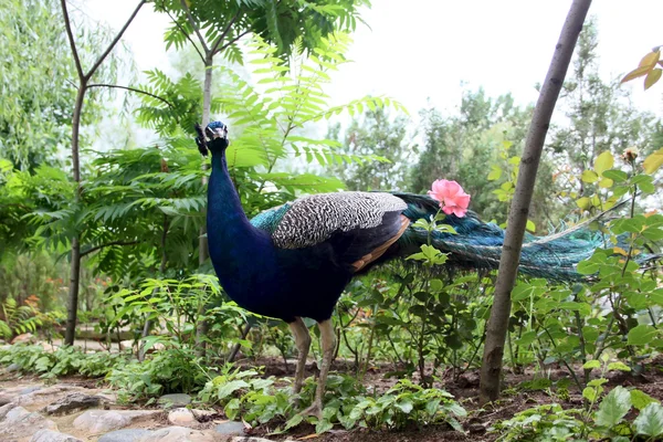 Pavão — Fotografia de Stock