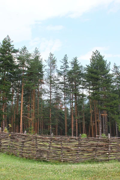 Legno di pino — Foto Stock