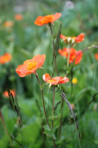 Hermosas flores — Foto de Stock