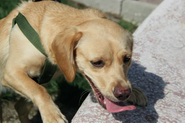 Pequeño labrador — Foto de Stock