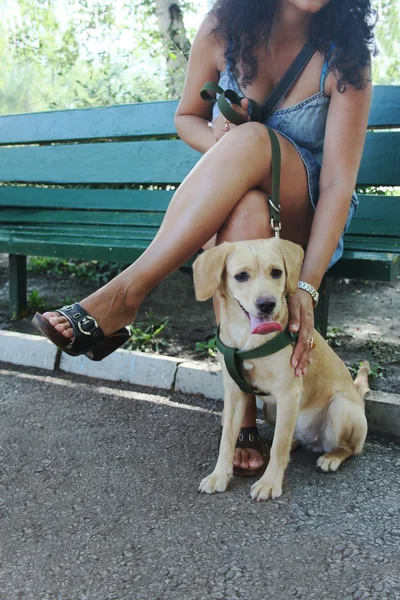 Little labrador — Stock Photo, Image