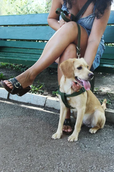 Little labrador — Stock Photo, Image