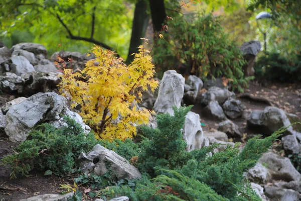 Colorful Autumn Urban Park Lots Yellow Trees — Stock Photo, Image