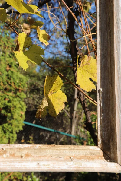 Concepto Otoñal Con Ramo Flores Hierba Hojas Otoño Viejo Marco — Foto de Stock