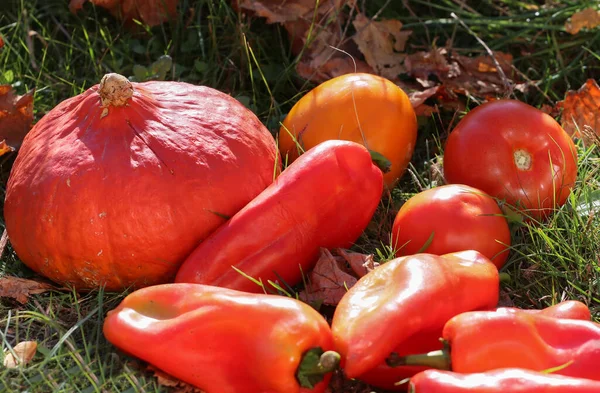 Imagen Primer Plano Montón Pimientos Rojos Una Calabaza Naranja Extendida — Foto de Stock