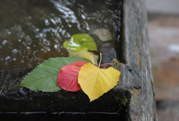 Autumnal Concept Colorful Leaves Shot Outdoor — Stock Photo, Image