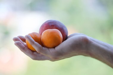 Bir adamın elinde taze turuncu kayısılar ve şeftalili açık hava fotoğrafı.