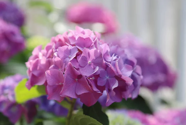 Closeup Picture Beautiful Hydrangea Flower Shot Outdoor Hortensia — Stock Photo, Image