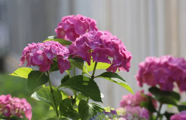 Closeup Picture Beautiful Hydrangea Flower Shot Outdoor Hortensia — Stock Photo, Image