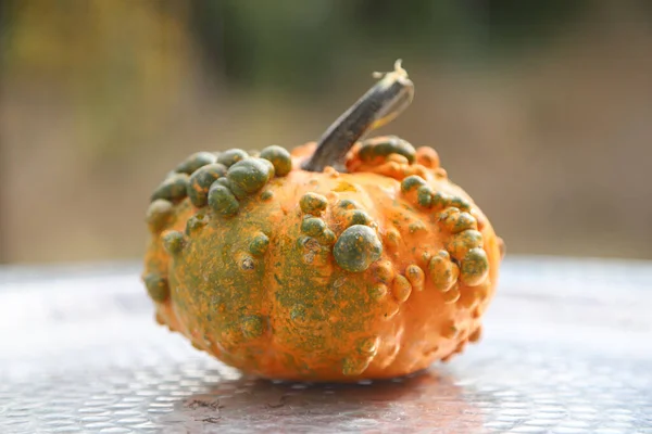 Closeup Picture Colorful Decorative Pumpkins Silver Tray Outdoor Shot — Stock Photo, Image