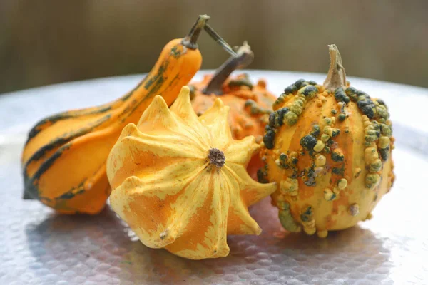 Imagen Cerca Calabazas Decorativas Colores Una Bandeja Plata Tiro Aire — Foto de Stock