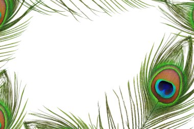 Frame of peacock feather eye clipart